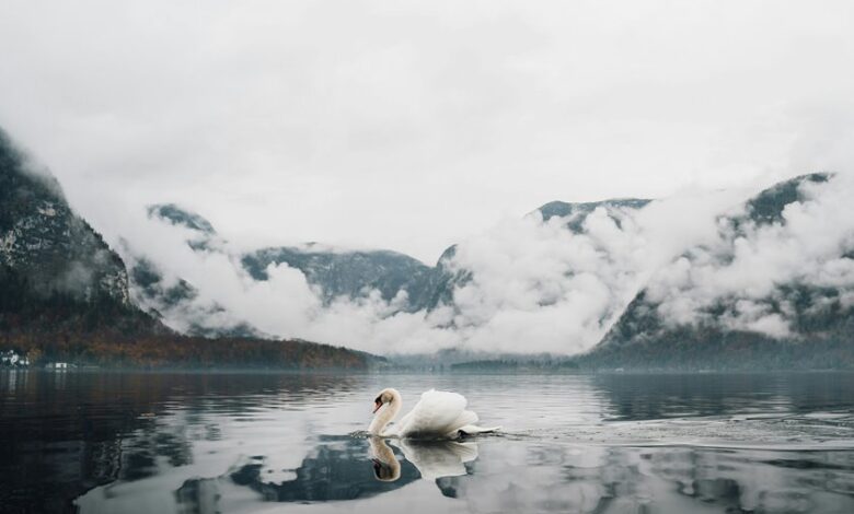serene beauty of dal lake